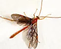 Ophion slossonae - photo 5