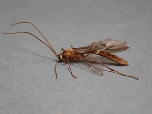 Ophion variegatus