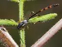 Ophionellus texanus