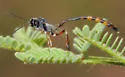 Ophionellus texanus - photo 2