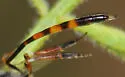 Ophionellus texanus - photo 3