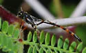 Ophionellus texanus - photo 4