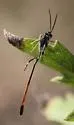 Ophionellus texanus - photo 5