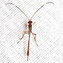Ophiopterus cincticornis