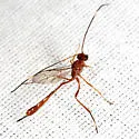 Ophiopterus cincticornis - photo 2