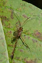 Ophiopterus cincticornis - photo 4