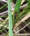 Ophiopterus cincticornis - photo 5