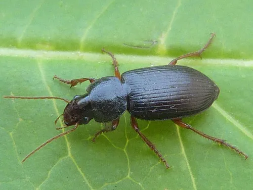 Ophonus ardosiacus