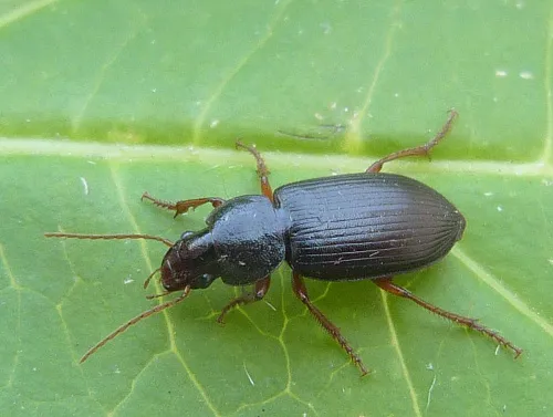 Ophonus ardosiacus - photo 2