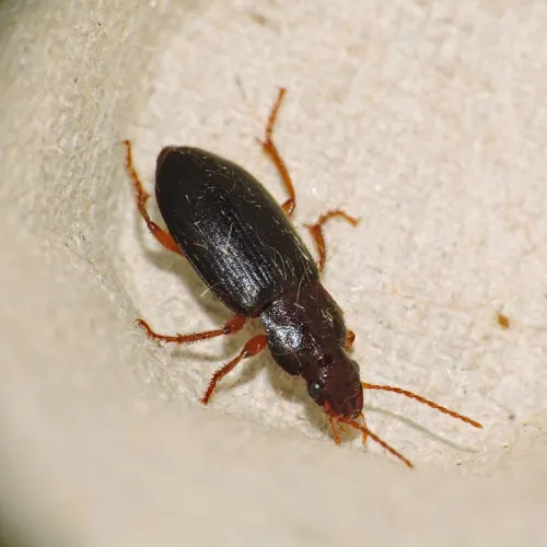 Ophonus puncticeps - photo 2