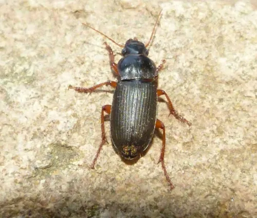 Ophonus rufibarbis