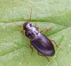 Ophonus rufibarbis - photo 2