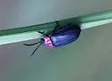 Ophraea rugosa - photo 2
