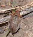 Ophraella americana - photo 2