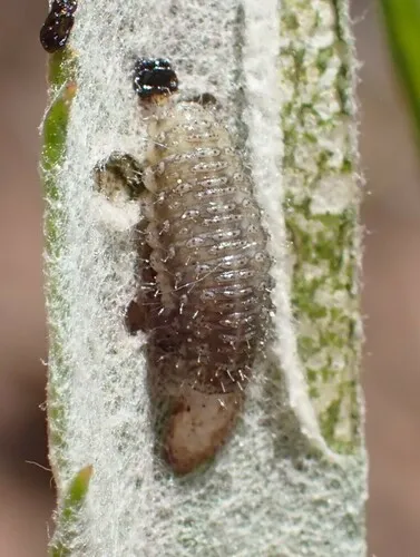 Ophraella artemisiae 0