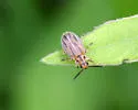 Ophraella bilineata