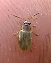 Ophraella bilineata - photo 2