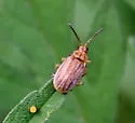 Ophraella bilineata - photo 3