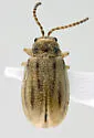 Ophraella bilineata - photo 4