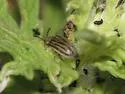 Ophraella californiana