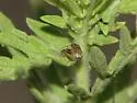 Ophraella californiana - photo 2