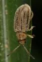 Ophraella communa