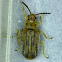 Ophraella communa - photo 2