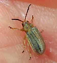 Ophraella communa - photo 4