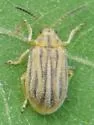Ophraella communa - photo 5