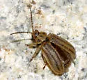 Ophraella conferta