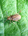 Ophraella conferta - photo 2