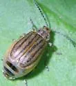 Ophraella conferta - photo 3