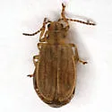 Ophraella conferta - photo 4