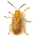 Ophraella cribrata
