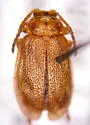 Ophraella cribrata - photo 2