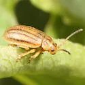 Ophraella cribrata - photo 3