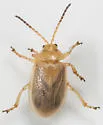Ophraella cribrata - photo 4
