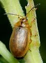 Ophraella cribrata - photo 5