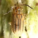 Ophraella notata - photo 2