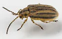 Ophraella notata - photo 3