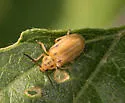 Ophraella notata - photo 4
