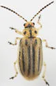 Ophraella notata - photo 5