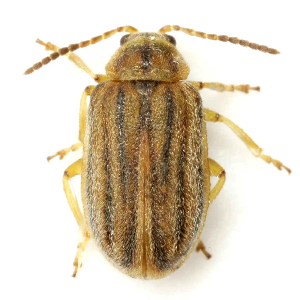 Marsh Elder Leaf Beetle