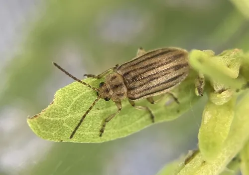 Marsh Elder Leaf Beetle - photo 2