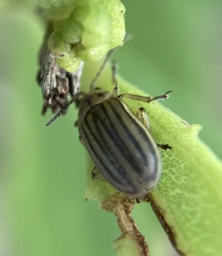 Marsh Elder Leaf Beetle - photo 3