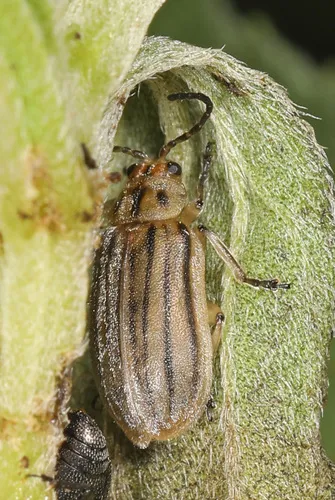 Marsh Elder Leaf Beetle - photo 5
