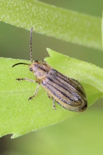 Marsh Elder Leaf Beetle - photo 6