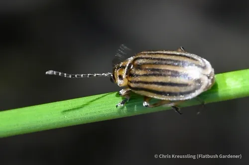 Marsh Elder Leaf Beetle - photo 7