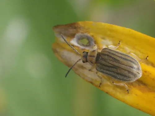 Marsh Elder Leaf Beetle - photo 8