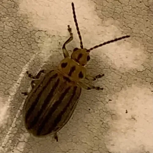 Six-lined Goldenrod Leaf Beetle - photo 2